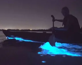 Bioluminescence Kayak Tour