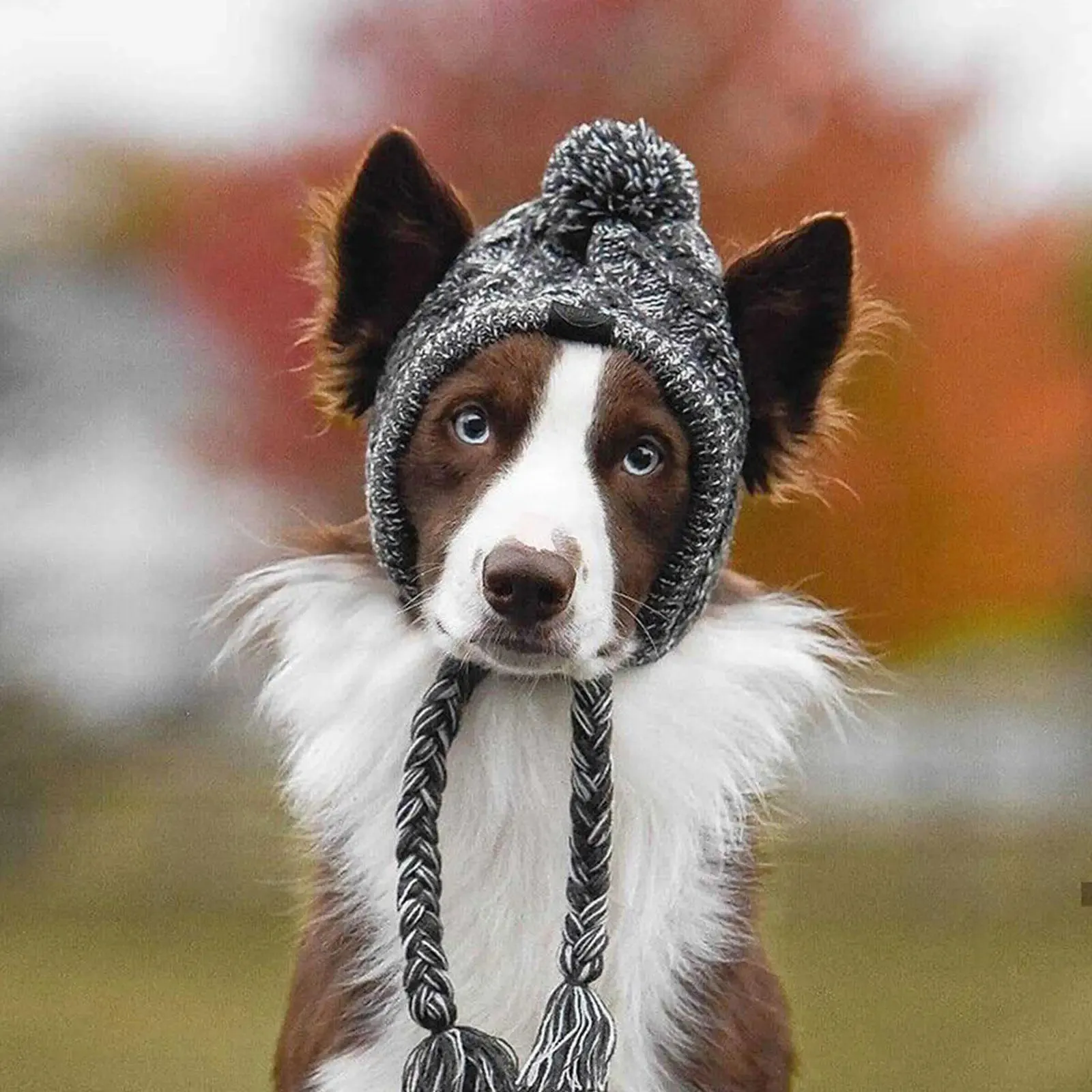 Windproof Knitted Winter Dog Hat with Fluffy Ball - French Bulldog & Chihuahua Sizes